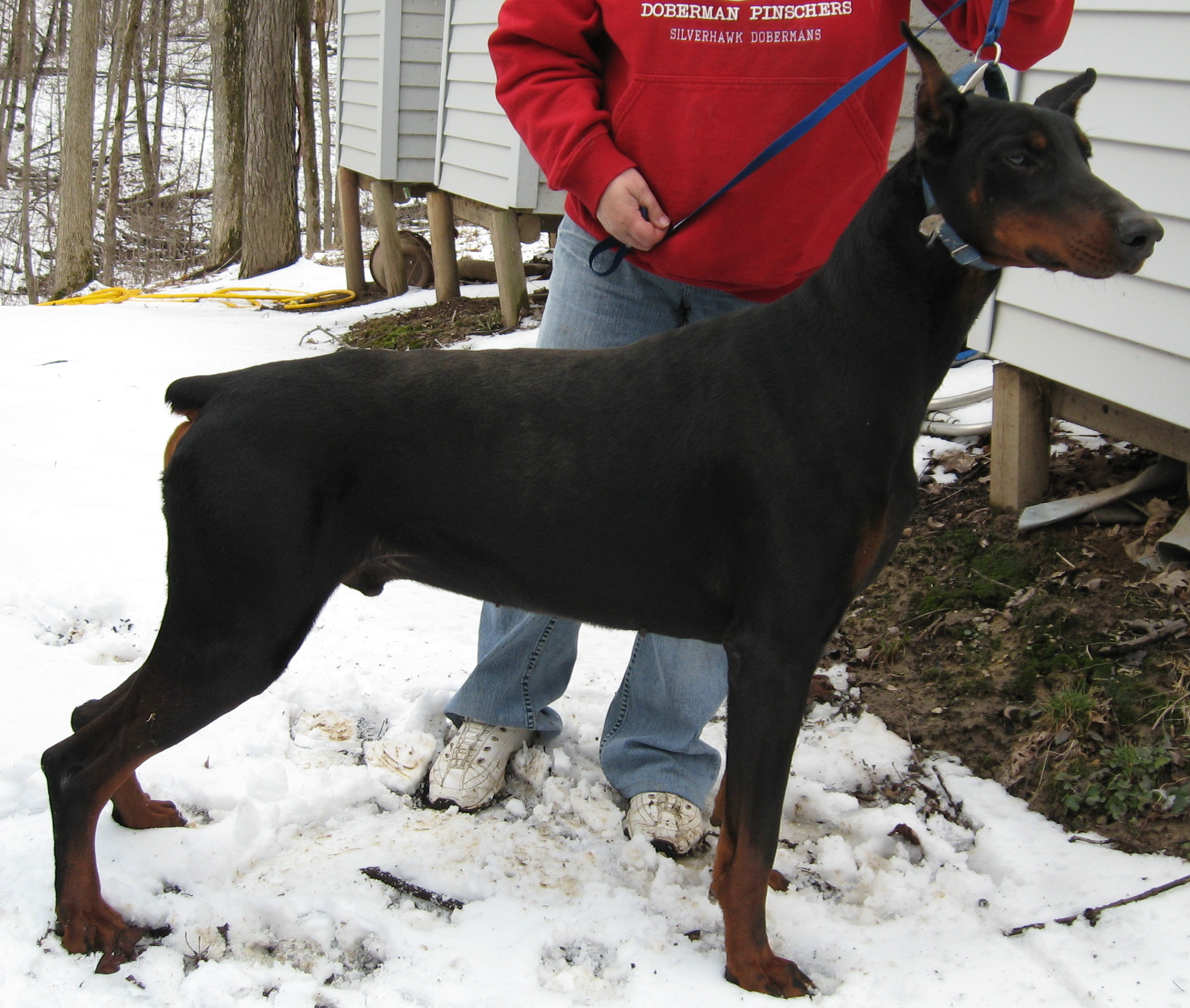 aldercrest dobermans