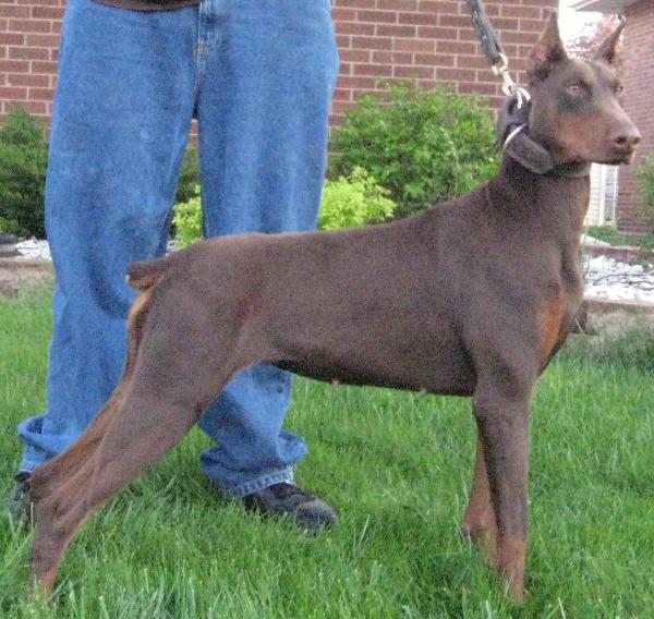 aldercrest dobermans